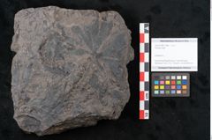 Foto (Objekt + Etikett) von Plantae indet.  (NHMW-GEO-2024-0188-11566)